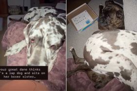 Video: Big Dog Thinks She's a Lap Dog & Then Does This