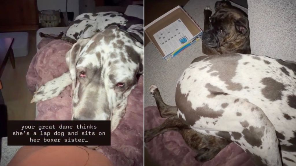 Video: Big Dog Thinks She's a Lap Dog & Then Does This