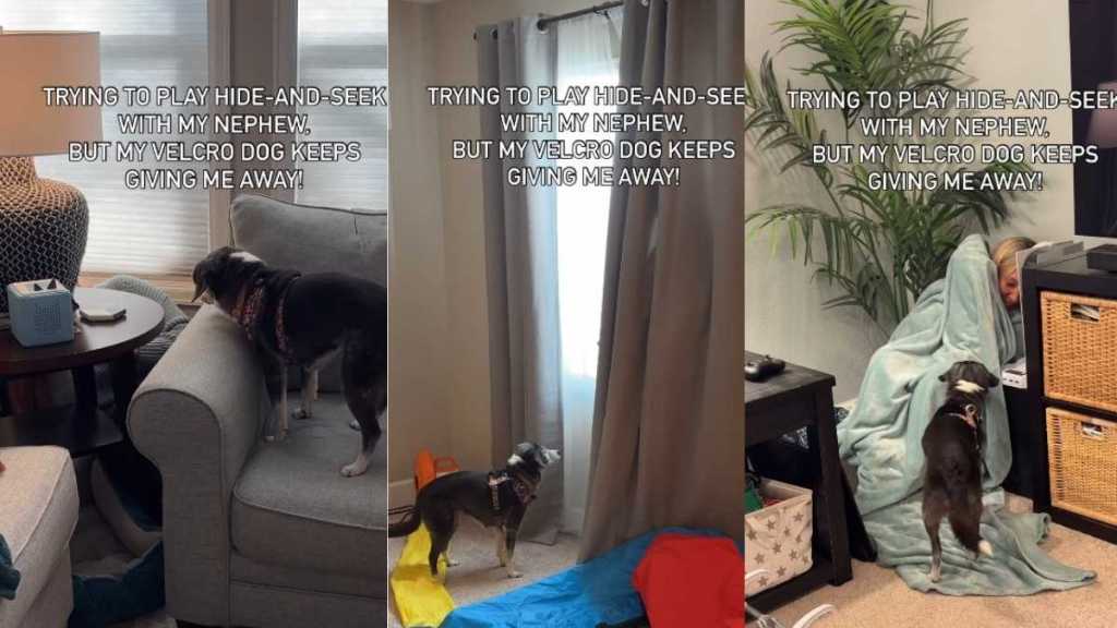 Dog Gives Away Owner’s Hide-and-Seek Hiding Spot in Viral Video