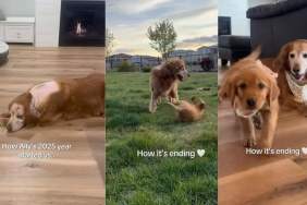 Golden Retriever's Year Starts & Ends Differently for a Reason