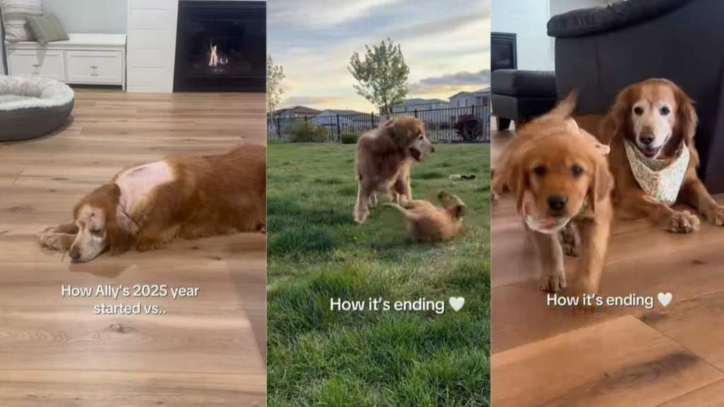 Golden Retriever's Year Starts & Ends Differently for a Reason