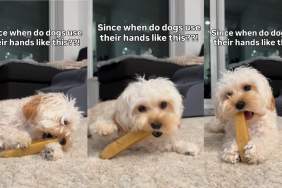 Video: Dog Uses Her Tiny Paws in Most Adorable Way