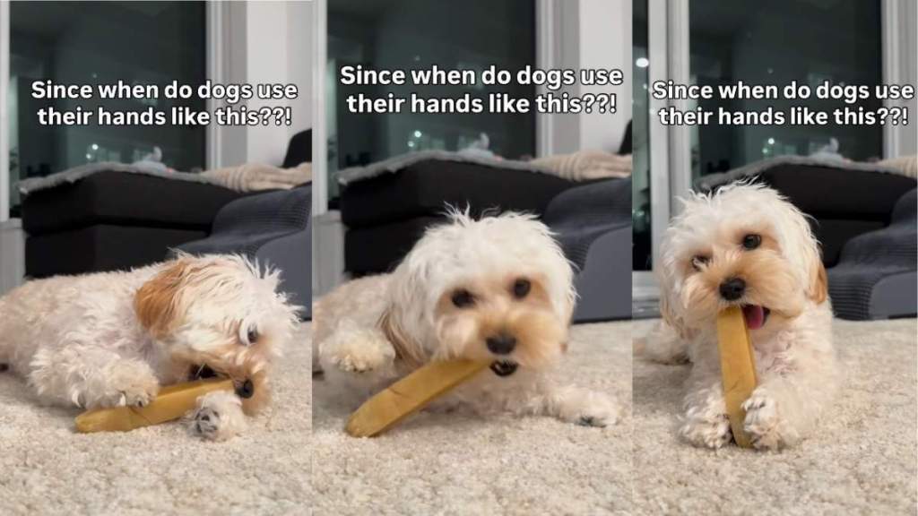 Video: Dog Uses Her Tiny Paws in Most Adorable Way