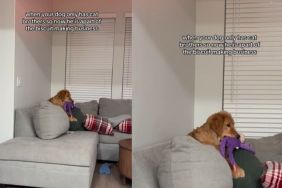 Video: Golden Retriever Goes Viral For Doing This Cat-Like Move