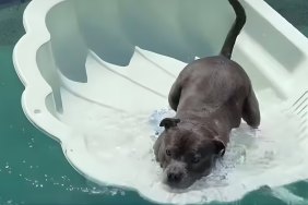 Video: Dog Is Too Thrilled to Use 'Pool Within a Pool' Toy
