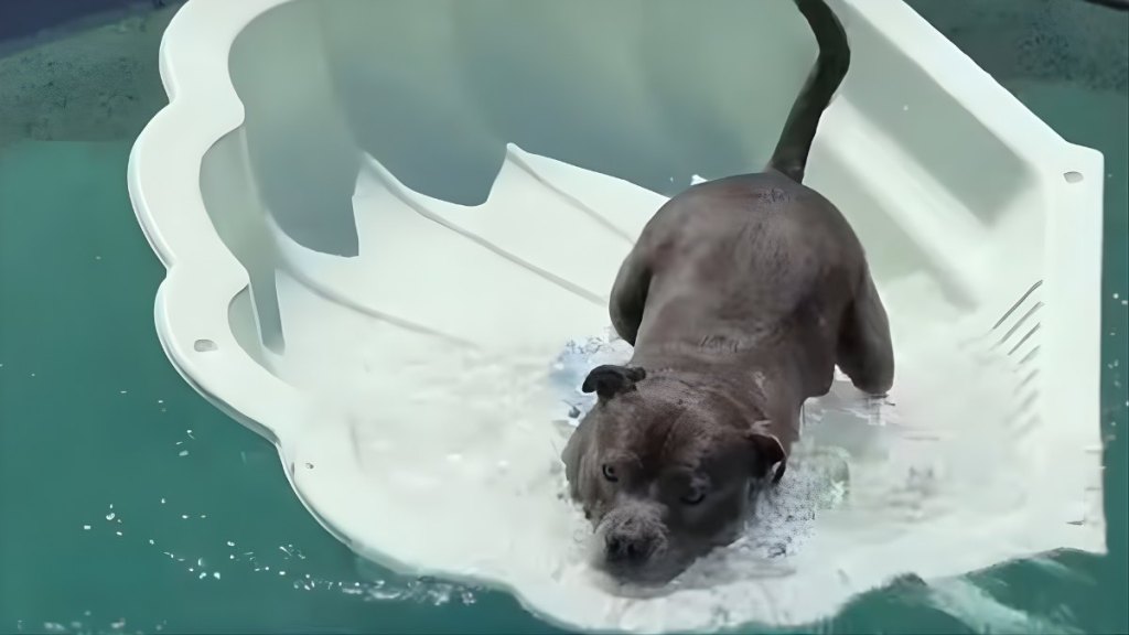 Video: Dog Is Too Thrilled to Use 'Pool Within a Pool' Toy