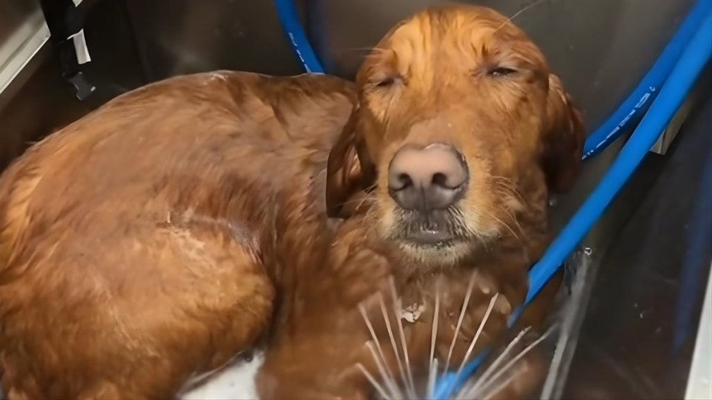 Golden Retriever Goes Viral for How He Enjoys His Bath