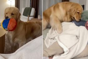 Golden Retriever Plays Hide & Seek With Dad in Cute Video
