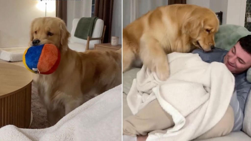 Golden Retriever Plays Hide & Seek With Dad in Cute Video
