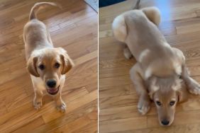 Puppy Is Still Learning How to Use His Legs in Adorable Video