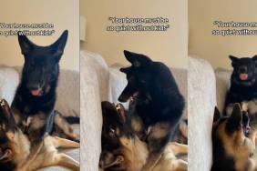 Video Shows What It's Like to Live With Two Dogs