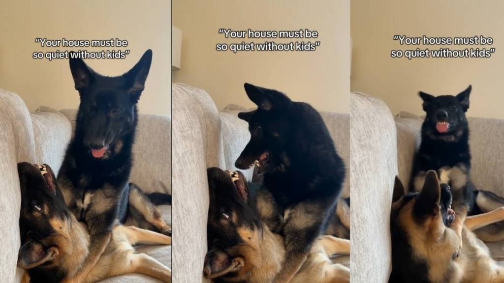 Video Shows What It's Like to Live With Two Dogs