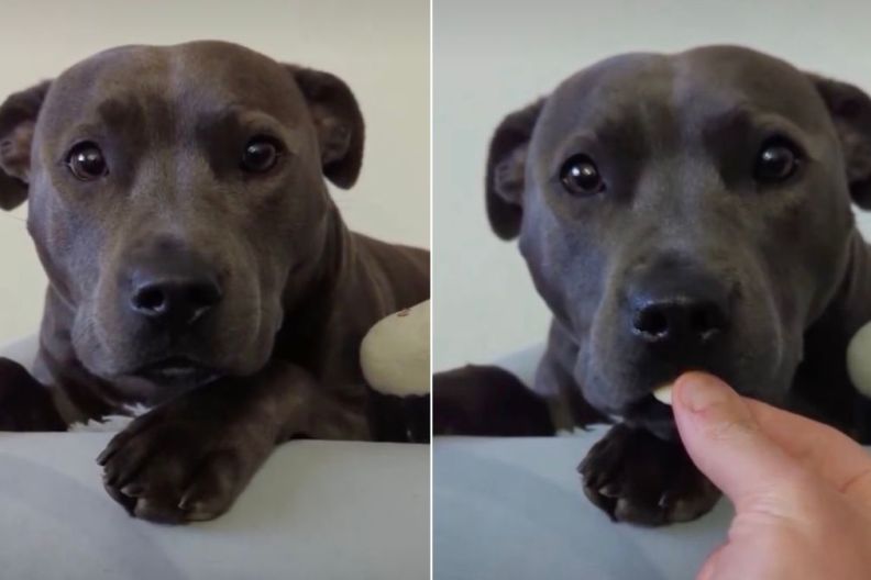 Dog Is Gentle With Yoghurt Drops in Adorable Video