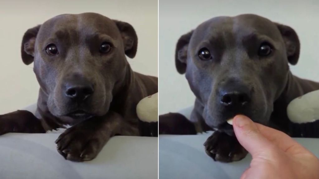 Dog Is Gentle With Yoghurt Drops in Adorable Video