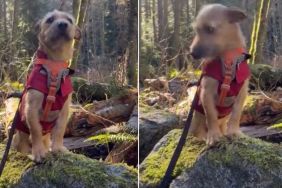 Video: Rescue Dog Soaks Up All the New Sights & Sounds in the Woods