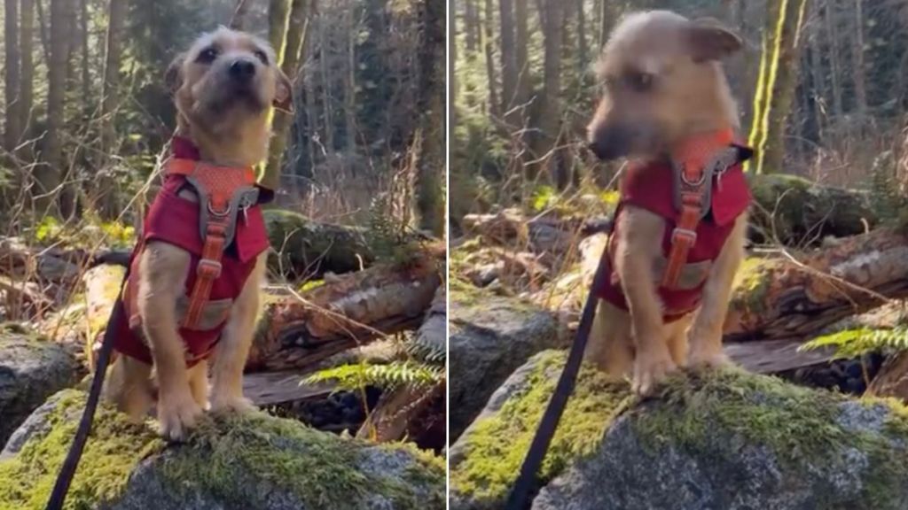 Video: Rescue Dog Soaks Up All the New Sights & Sounds in the Woods