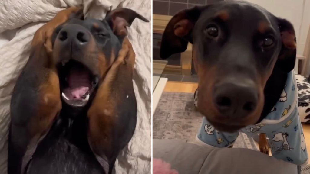 Video of Doberman Goes Viral for Things He Doesn't Vibe With