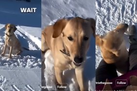 Video: Puppy Flaunts New Tricks She Has Learned