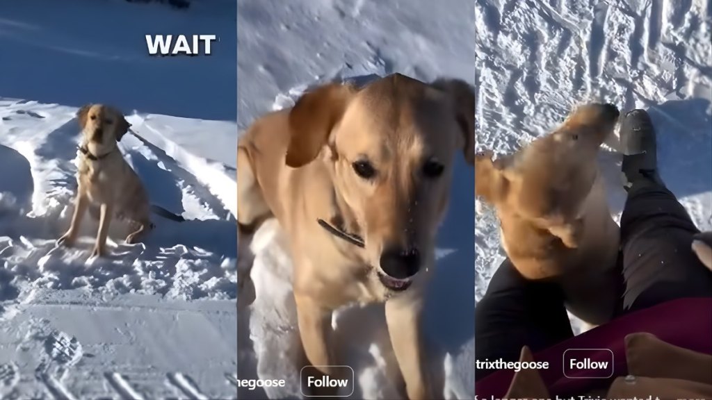 Video: Puppy Flaunts New Tricks She Has Learned