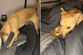 Video: Rescue Dog Tucks Herself In Perfectly Every Night