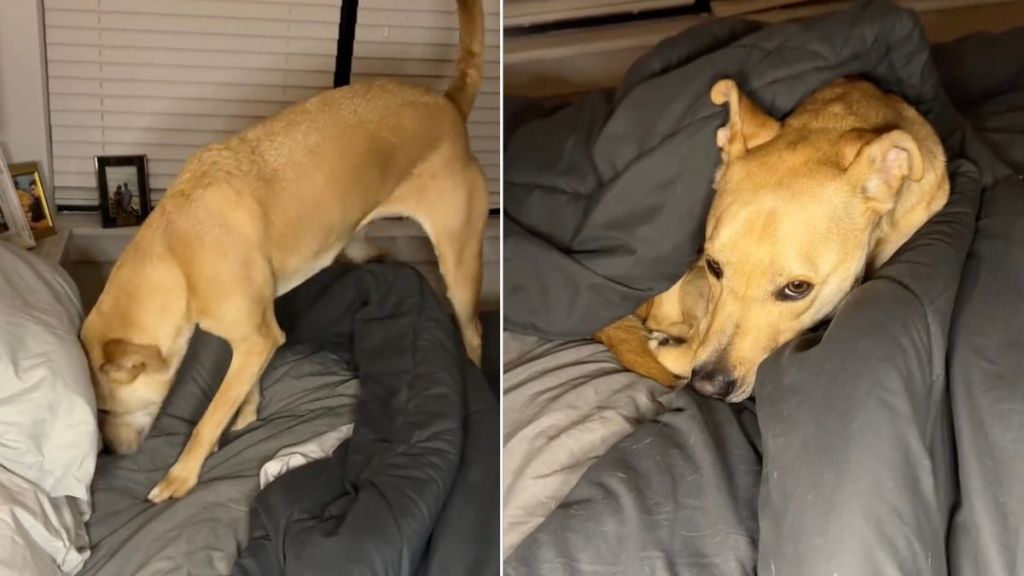 Video: Rescue Dog Tucks Herself In Perfectly Every Night