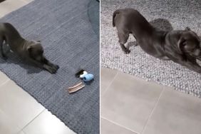 Video Shows Dog Still Stretching the Same Way She Did as a Puppy
