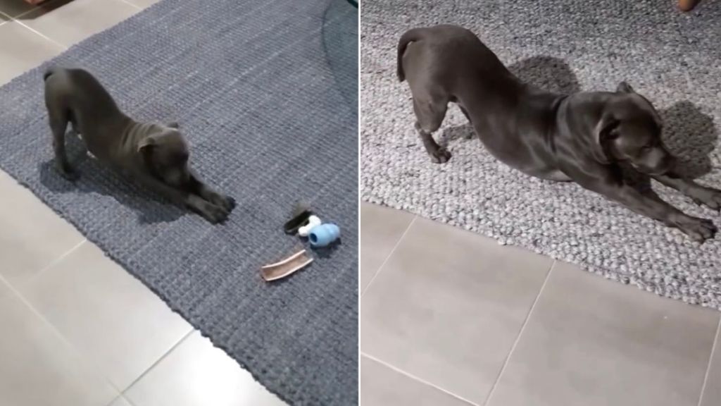Video Shows Dog Still Stretching the Same Way She Did as a Puppy