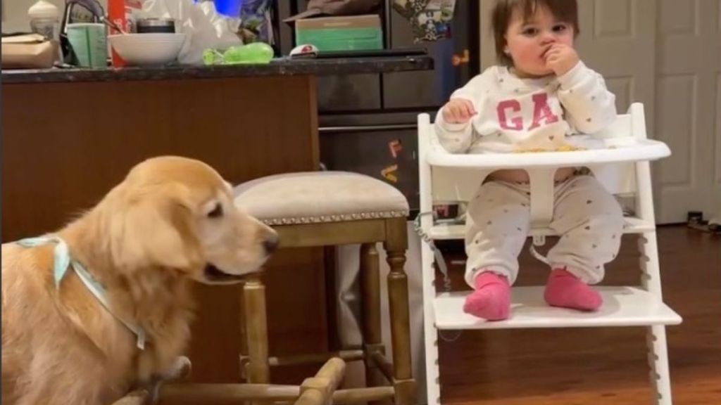 Video Shows What Dinner Time Looks Like With a Golden Retriever