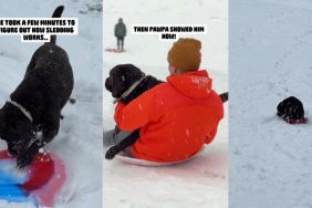 Video Shows Labrador Getting Better at Sledding