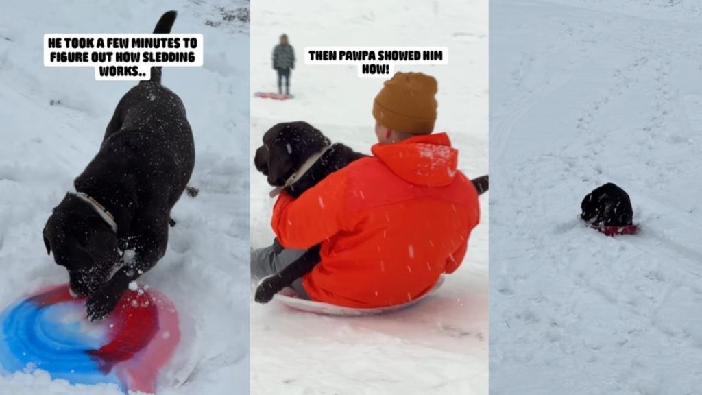 Video Shows Labrador Getting Better at Sledding