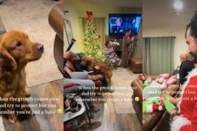 Video: Golden Retriever Becomes a 'Baby' When Grinch Comes Over