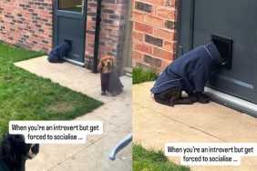 Dog Avoids Socializing in the Funniest Way in This Video