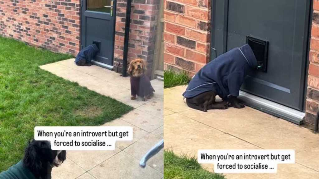 Dog Avoids Socializing in the Funniest Way in This Video