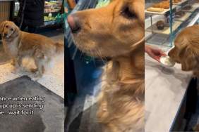 Video: Golden Retriever's Stance While Eating Pup Cup Surprises Owner