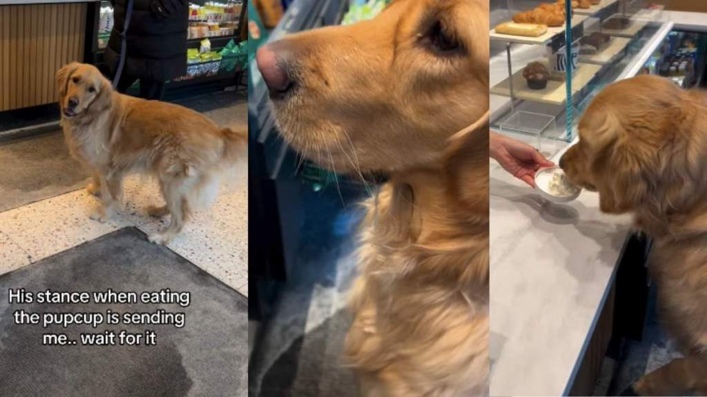 Video: Golden Retriever's Stance While Eating Pup Cup Surprises Owner