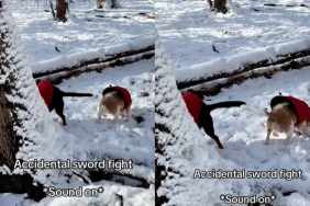 Dogs Start an Accidental 'Sword Fight' In Funny Video