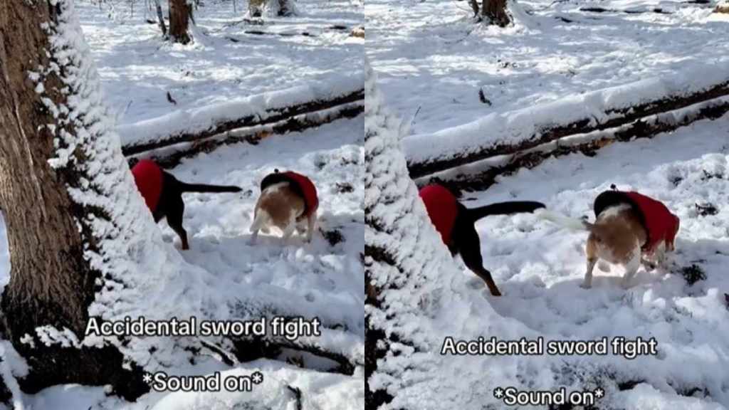 Dogs Start an Accidental 'Sword Fight' In Funny Video