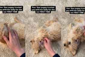 Video: Puppy Trusts Owner With Belly Rubs for First Time