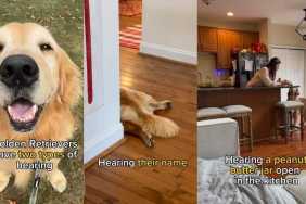 Video: Owner Reveals Golden Retriever’s Two Types of Hearing