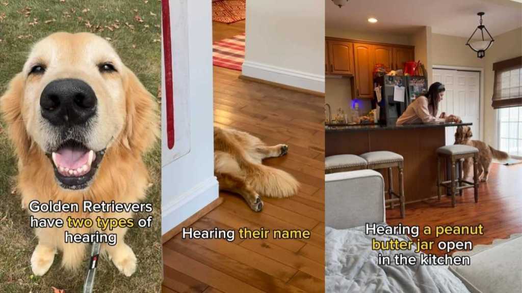 Video: Owner Reveals Golden Retriever’s Two Types of Hearing