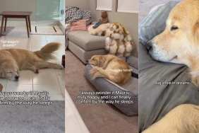 Video: Golden Retriever's Sleeping Style Assures Owner He Is 'Happy'