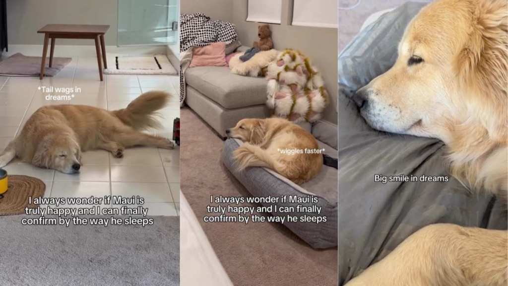 Video: Golden Retriever's Sleeping Style Assures Owner He Is 'Happy'
