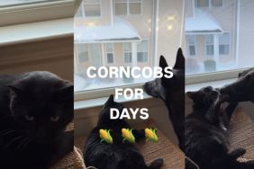 Dog Loves to Nibble the Cat in Adorable Video