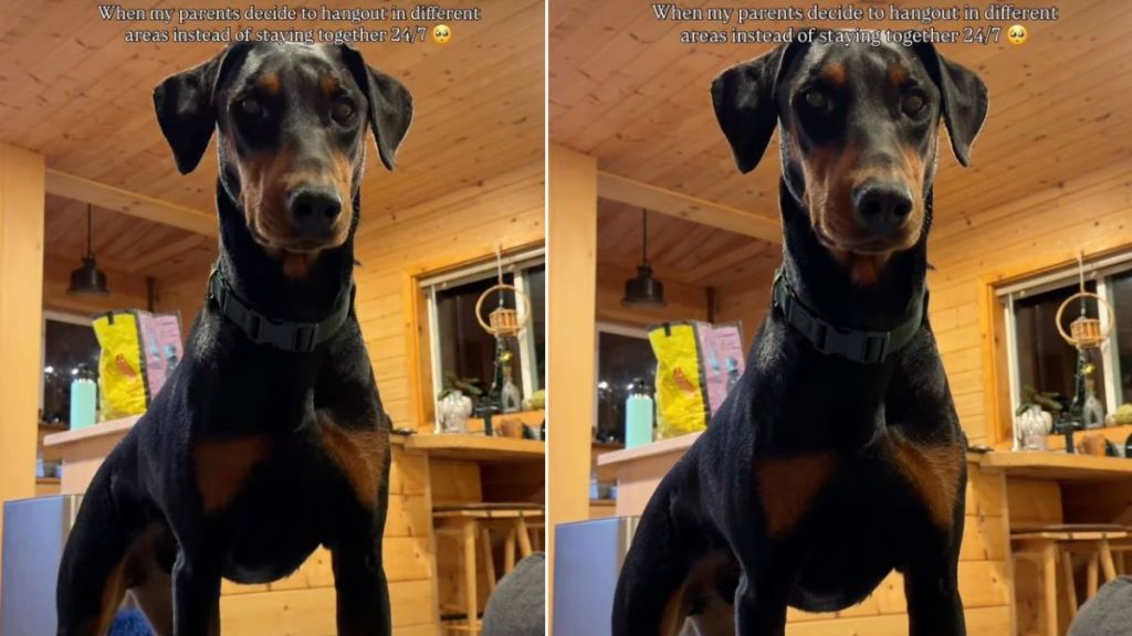 Dog Isn't Okay With Parents' Hangout Arrangements