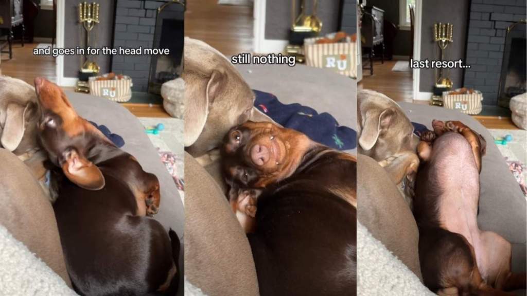 Video: Tiny Dog's Mission to Get Big Dog's Attention Ends Hilariously