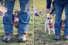 Video: Puppy Uses Man’s Legs as Shield While at a Dog Park