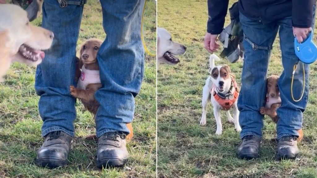 Video: Puppy Uses Man’s Legs as Shield While at a Dog Park