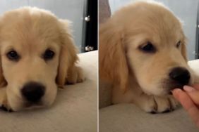 This Golden Retriever Puppy's Hiccups Will Make Your Day