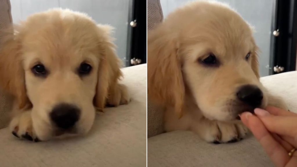This Golden Retriever Puppy's Hiccups Will Make Your Day