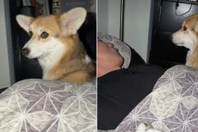 Video: Dog Is 'Mad' at Her Dad for Going to Sleep Without Giving Her Scratches